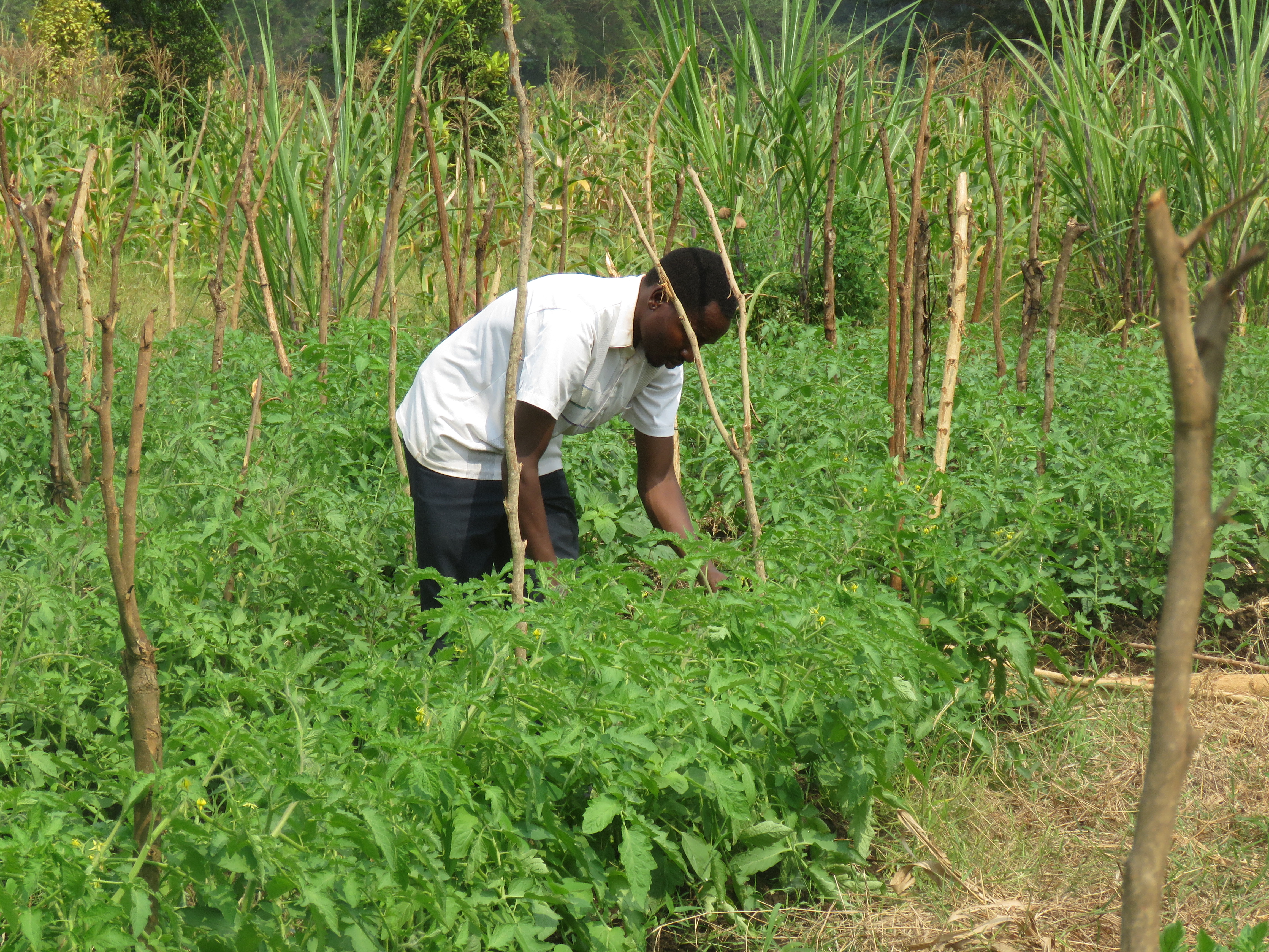 Agricultural Project
